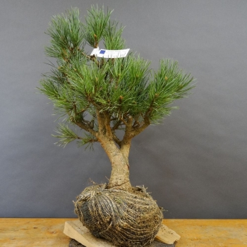 Silberkiefer - Pinus sylvestris 'Watereri' B5